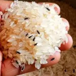 Easy rice storage tips to keep insects away