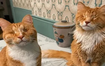 Two cats make history as first documented cases of Marfan syndrome