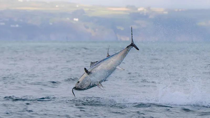 blue fin tuna