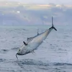  Bluefin tuna return to British waters, but global wildlife populations plummet 73%, report finds