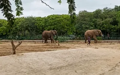 Madhubala’s elephant health still critical as treatment continues