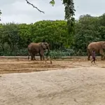Madhubala’s elephant health still critical as treatment continues