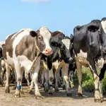 France reports first human case of Shamonda virus; patient dies