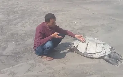 Rare Olive Ridley sea turtle found dead on Clifton beach