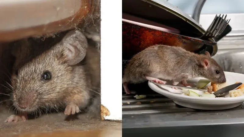 Rats invade homes as simple steps help drive them out