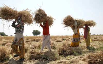 Punjab fixes wheat support price at Rs4,500, sets 16.5 million acre cultivation target