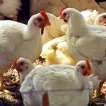 Chicken prices surge in Quetta
