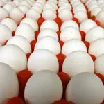 Egg prices Surge in Lahore; Check latest rates here