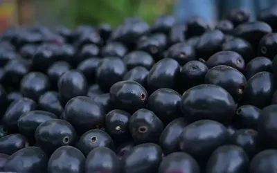 10 health benefits of Jamun (Java Plum)