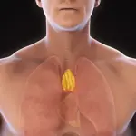 New research challenges role of thymus gland in adulthood