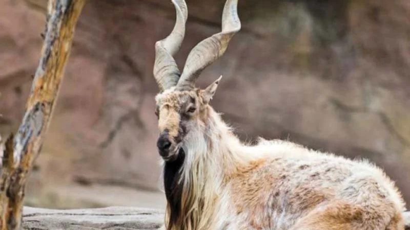 KP sells four Markhor hunting permits in 250m