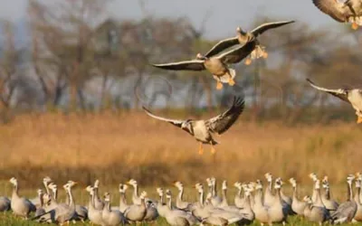 Punjab Govt calls for protection of migratory birds
