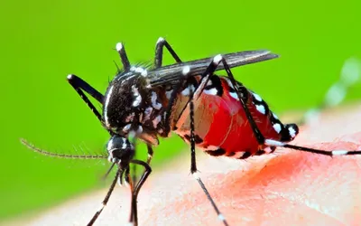 172 new dengue cases reports in Punjab in 24 hours
