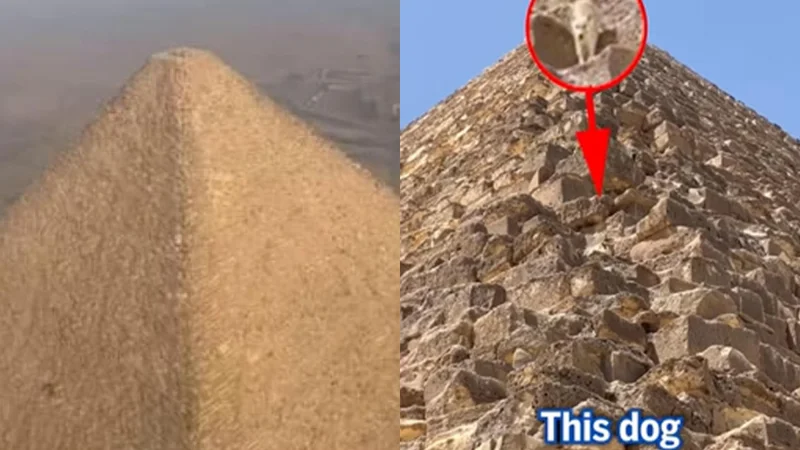 Watch: Stray dog caught climbing Egypt’s second-largest Pyramid goes viral