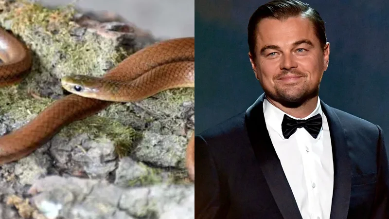 Why scientists named newly discovered snake species after Leonardo DiCaprio?
