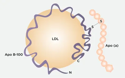 Lipoprotein(a) and long-term heart risks: Study finds