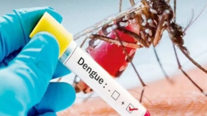 Punjab reports 79 new dengue cases