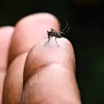 Sindh records 267,000 cases of mosquito-borne illness