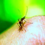 Karachi reports 11 new dengue cases in 24 hours