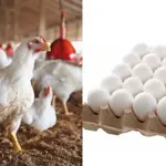 Chicken meat and egg prices soar in Karachi