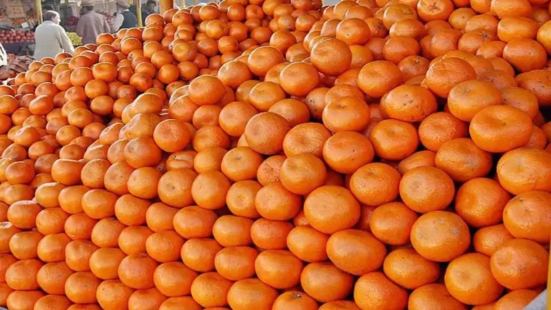 Kinnow farmers agree to Rs1,600 per 40kg rate for export season
