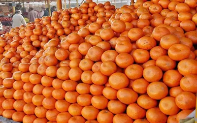 Kinnow farmers agree to Rs1,600 per 40kg rate for export season