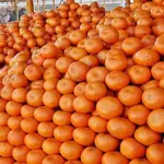 Kinnow farmers agree to Rs1,600 per 40kg rate for export season
