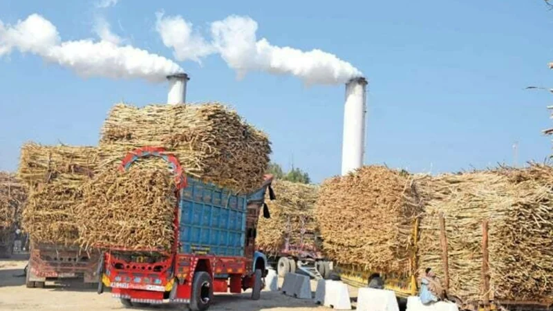 FIA to monitor sugar mills during crushing season