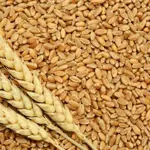 Pakistan’s wheat imports 100% dropped in FY 2024-25