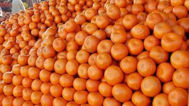 Climate change impacts orange production in Pakistan