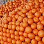 Climate change impacts orange production in Pakistan