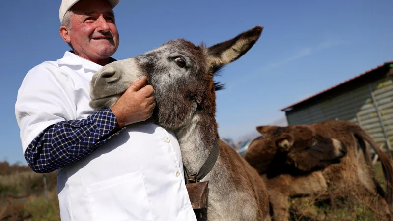 Donkey milk makes waves in Albania as demand for donkey milk products increase