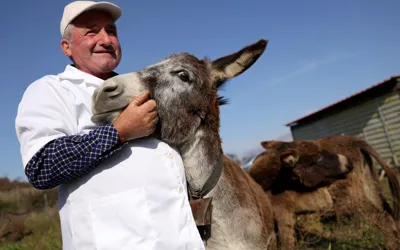 Donkey milk makes waves in Albania as demand for donkey milk products increase