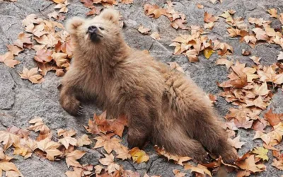 Junjun bear cub of Shanghai zoo becomes local and online sensation