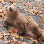 Junjun bear cub of Shanghai zoo becomes local and online sensation