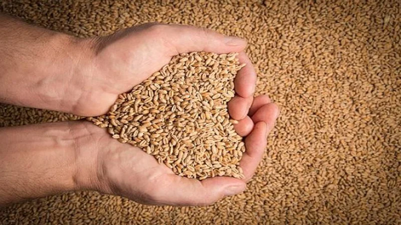 Punjab urged immediate halt to wheat imports, inquiry body detects