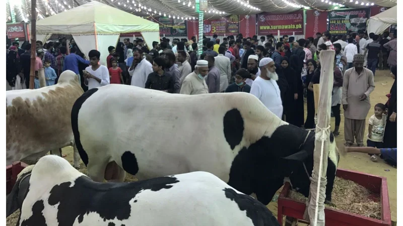Cow Mandi 2024: KMC dropped fees for Animals before Eid ul Azha