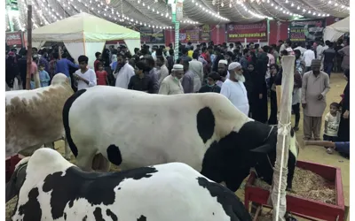 Cow Mandi 2024: KMC dropped fees for Animals before Eid ul Azha