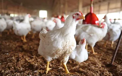 Chicken prices increase in Pakistan