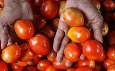 Tomato Prices Rise Again
