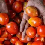 Tomato Prices Rise Again