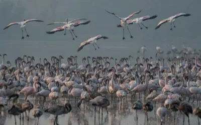 India: 39 flamingos dead after aircraft hit them in Mumbai
