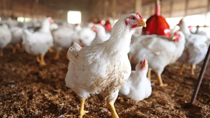 Chicken rates in Lahore today - August 2024