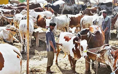 State Bank Announces Good News Regarding Eid-ul-Adha Animal Purchases