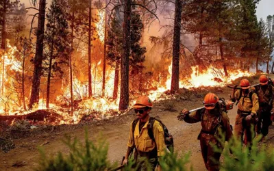 PM directs urgent actions to extinguish margalla hills fire