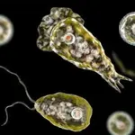 Karachi records third death linked to Naegleria fowleri