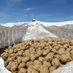 Russia lifts ban on Punjab potatoes
