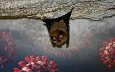 New bat virus found infecting humans