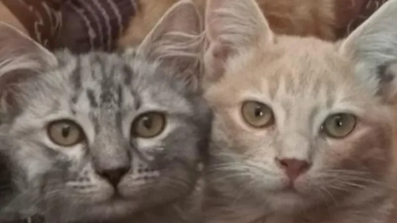 cats