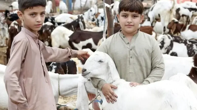 Five-day Eid-ul-Azha holidays announced for schools in Balochistan